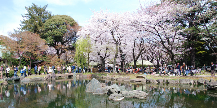 庭園の枝垂桜は日本画のような光景