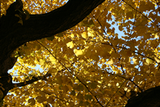 色づいたばかりの葉は黄金色に輝く