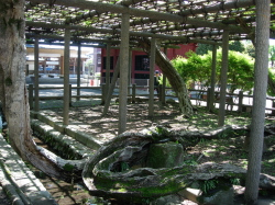 拝島のフジ。推定樹齢800年の都天然記念物で、地元では「千歳のフジ」と呼ばれる。高さ2.4ｍ、広さ約308�uの藤棚に広がる都内有数の老樹。毎年5月頃に開花