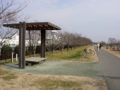 くじら運動公園の散策道には桜並木が続き、春は桜の名所