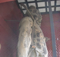 仁王門の木造金剛力士像。像高3.35m、鎌倉時代作、都指定有形文化財
