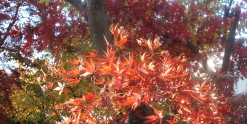 紅葉シーズンには写真を撮影に来る近隣の方々も。